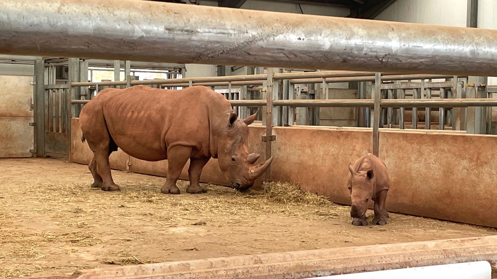 south lake safari zoo incident